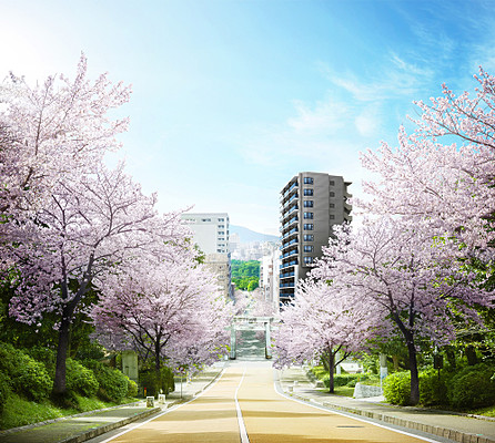 デュオヒルズ大濠公園桜並木